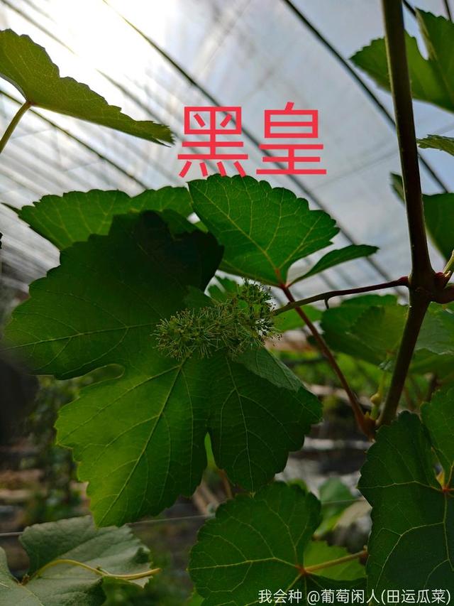 黑皇初长成,感谢我会种平台|葡萄_新浪新闻