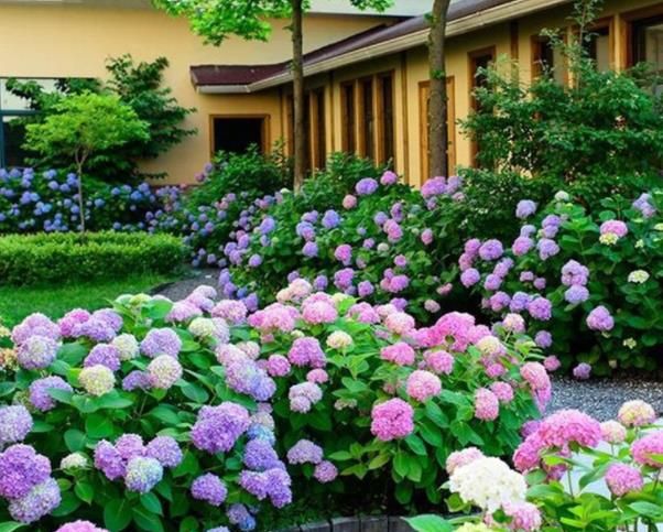 家里有个小院子,请种上4种漂亮花,打造成私家花