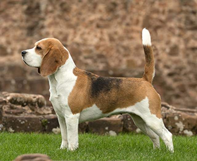 寻根问祖系列(121):比格猎犬(beagle)