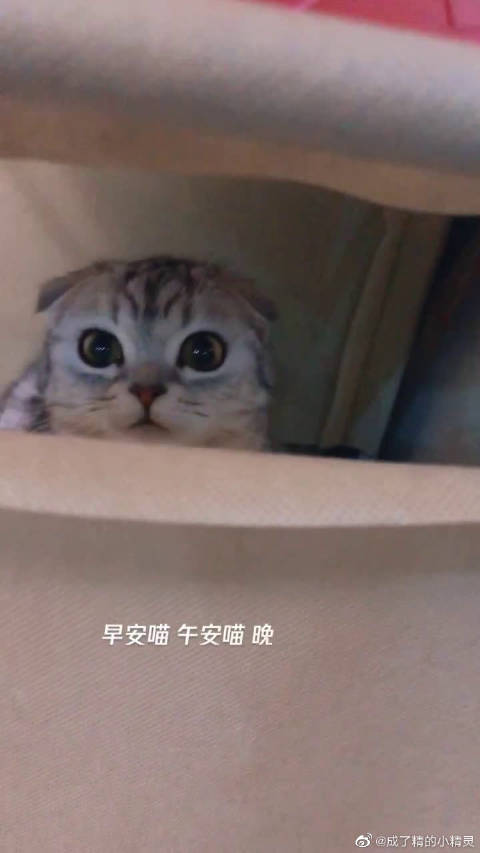 猫咪早安喵喵喵晚安喵喵喵