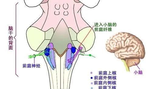 前庭|训练|神经核_新浪新闻