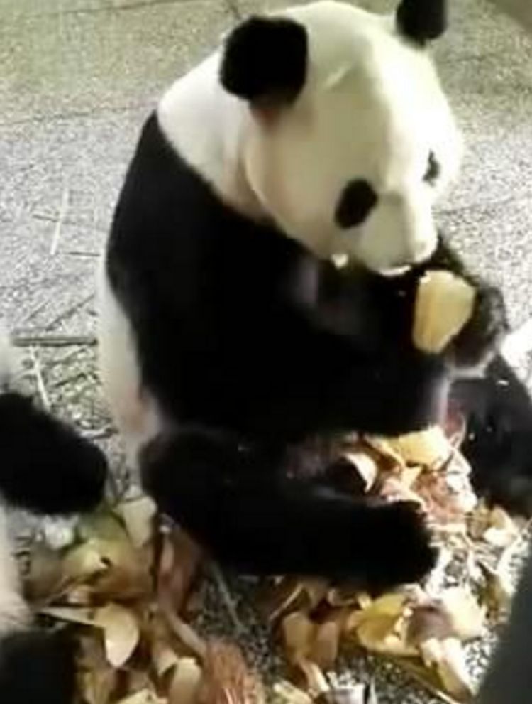 熊妈妈吃竹笋不顾熊宝，熊宝馋得扑了上去，结果却让它扎心了