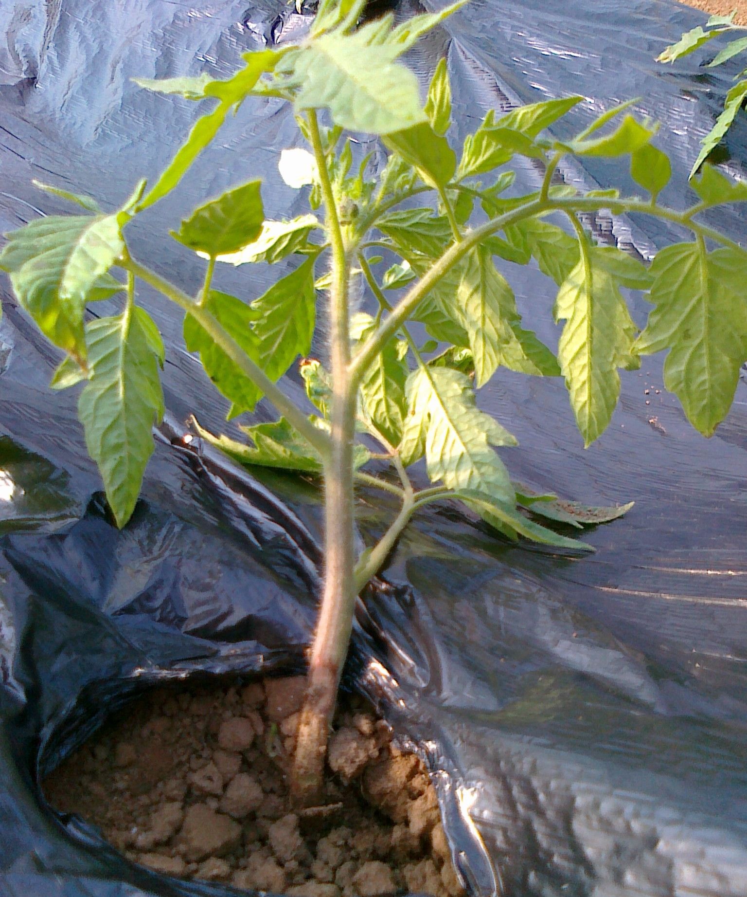 番茄筋腐病-果树、蔬菜、茶树病虫-图片