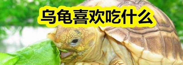 小乌龟不吃龟粮怎么办龟粮开始吃食乌龟肠胃炎会吗