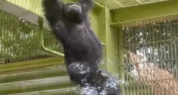 北京野生动物园游客打群架后,黑猩猩真打起来了?!休闲区蓝鸢梦想 - Www.slyday.coM 北京野生动物园游客打群架后,黑猩猩真打起来了?!休闲区蓝鸢梦想 - Www.slyday.coM