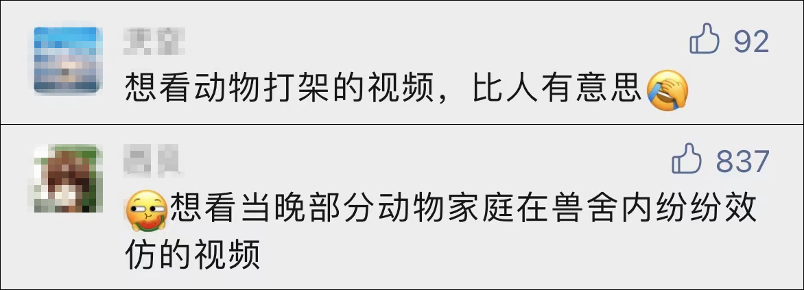 北京野生动物园游客打群架后,黑猩猩真打起来了?!休闲区蓝鸢梦想 - Www.slyday.coM 北京野生动物园游客打群架后,黑猩猩真打起来了?!休闲区蓝鸢梦想 - Www.slyday.coM