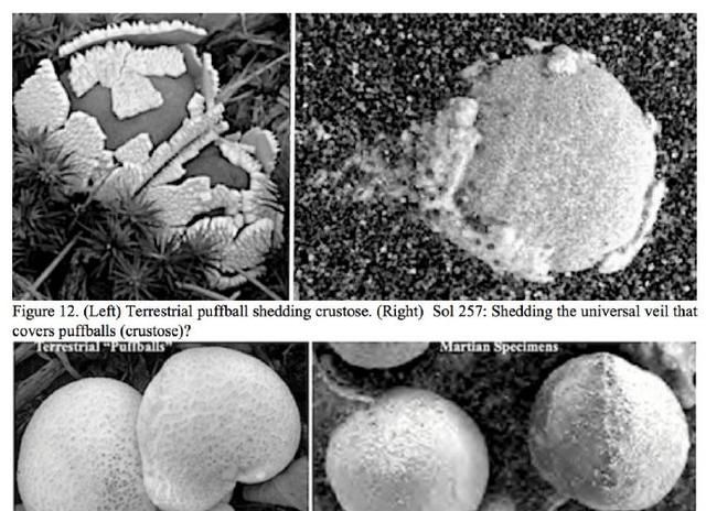 我国科学家在火星上发现真菌生长痕迹春生冬灭规模聚集