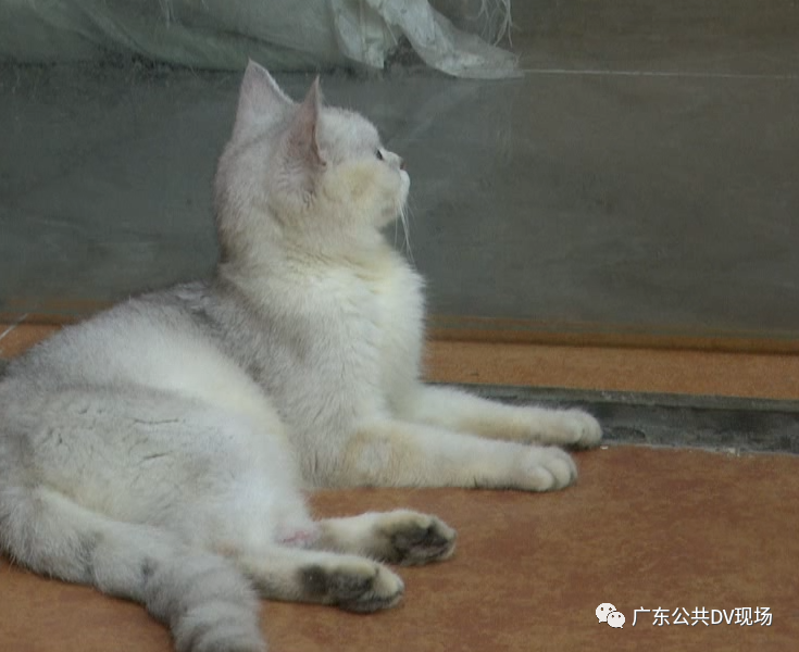 女孩宠物店内推门夹死小猫被网暴,店长发声休闲区蓝鸢梦想 - Www.slyday.coM 女孩宠物店内推门夹死小猫被网暴,店长发声休闲区蓝鸢梦想 - Www.slyday.coM