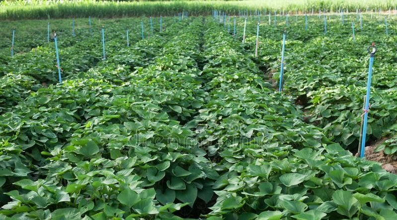 红薯怎样栽种才"出壮|大田|红薯|公分_新浪新闻
