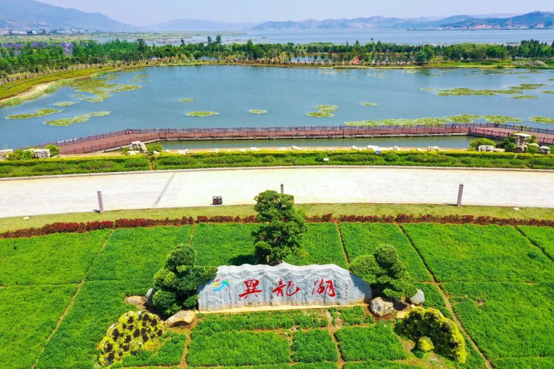 异龙湖国家湿地公园里,水草荡漾在清澈湖水里,簇簇芦苇星罗棋布,百种