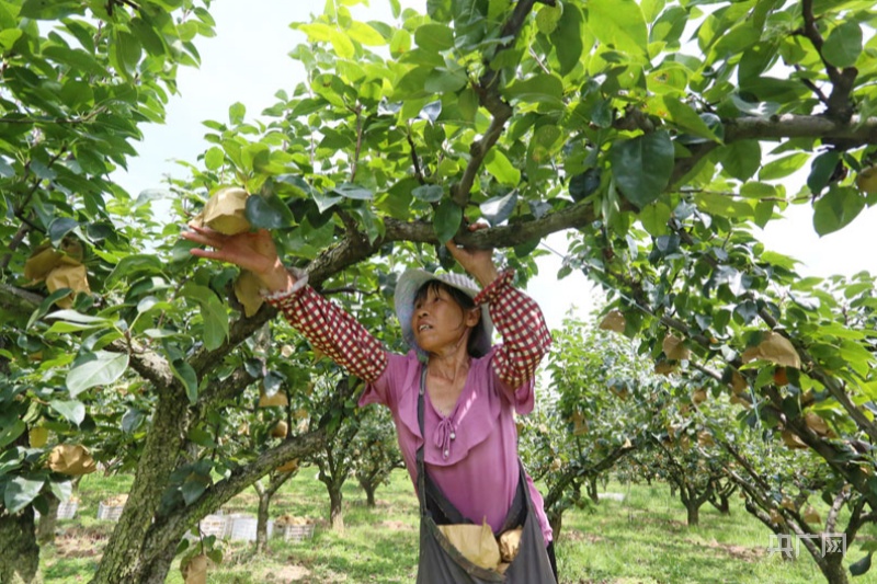 蜜梨飘香采摘忙 产业兴旺迎丰收