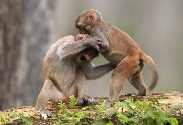 北京野生动物园游客群殴画面曝光,动物们纷纷效仿,场面十分失控哈哈哈哈哈哈休闲区蓝鸢梦想 - Www.slyday.coM 北京野生动物园游客群殴画面曝光,动物们纷纷效仿,场面十分失控哈哈哈哈哈哈休闲区蓝鸢梦想 - Www.slyday.coM