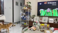 北京野生动物园游客群殴画面曝光,动物们纷纷效仿,场面十分失控哈哈哈哈哈哈休闲区蓝鸢梦想 - Www.slyday.coM 北京野生动物园游客群殴画面曝光,动物们纷纷效仿,场面十分失控哈哈哈哈哈哈休闲区蓝鸢梦想 - Www.slyday.coM