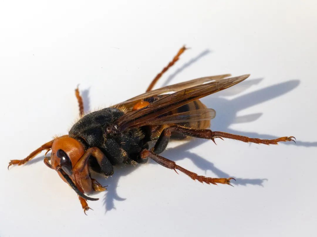 “杀手大黄蜂”再现华盛顿州|虎头蜂|华盛顿州|蜂群_新浪新闻