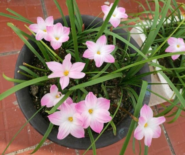 养花的旧土,加入三种料,拿来养花种植,花草照样长势旺休闲区蓝鸢梦想 - Www.slyday.coM 养花的旧土,加入三种料,拿来养花种植,花草照样长势旺休闲区蓝鸢梦想 - Www.slyday.coM