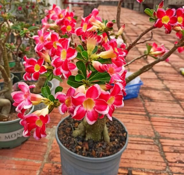 养花的旧土,加入三种料,拿来养花种植,花草照样长势旺休闲区蓝鸢梦想 - Www.slyday.coM 养花的旧土,加入三种料,拿来养花种植,花草照样长势旺休闲区蓝鸢梦想 - Www.slyday.coM