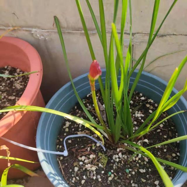 养花的旧土,加入三种料,拿来养花种植,花草照样长势旺休闲区蓝鸢梦想 - Www.slyday.coM 养花的旧土,加入三种料,拿来养花种植,花草照样长势旺休闲区蓝鸢梦想 - Www.slyday.coM