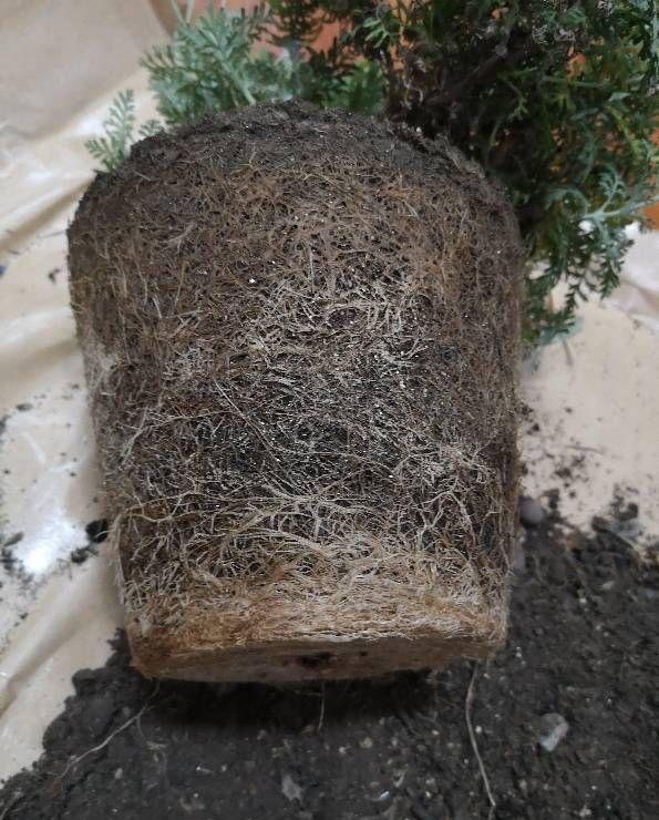 养花的旧土,加入三种料,拿来养花种植,花草照样长势旺休闲区蓝鸢梦想 - Www.slyday.coM 养花的旧土,加入三种料,拿来养花种植,花草照样长势旺休闲区蓝鸢梦想 - Www.slyday.coM