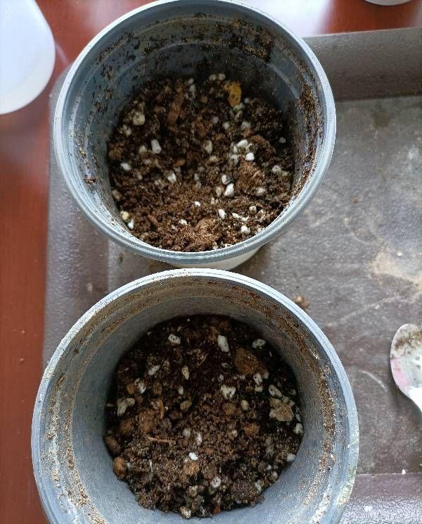 养花的旧土,加入三种料,拿来养花种植,花草照样长势旺休闲区蓝鸢梦想 - Www.slyday.coM 养花的旧土,加入三种料,拿来养花种植,花草照样长势旺休闲区蓝鸢梦想 - Www.slyday.coM