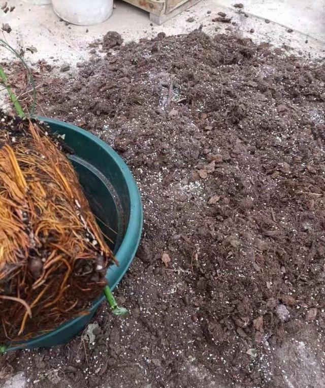 养花的旧土,加入三种料,拿来养花种植,花草照样长势旺休闲区蓝鸢梦想 - Www.slyday.coM 养花的旧土,加入三种料,拿来养花种植,花草照样长势旺休闲区蓝鸢梦想 - Www.slyday.coM