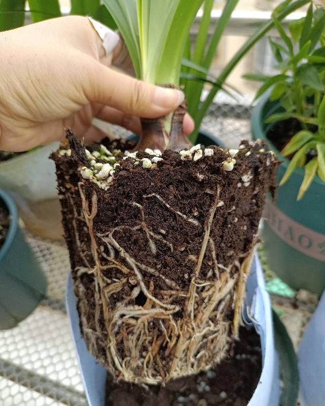 养花的旧土,加入三种料,拿来养花种植,花草照样长势旺休闲区蓝鸢梦想 - Www.slyday.coM 养花的旧土,加入三种料,拿来养花种植,花草照样长势旺休闲区蓝鸢梦想 - Www.slyday.coM