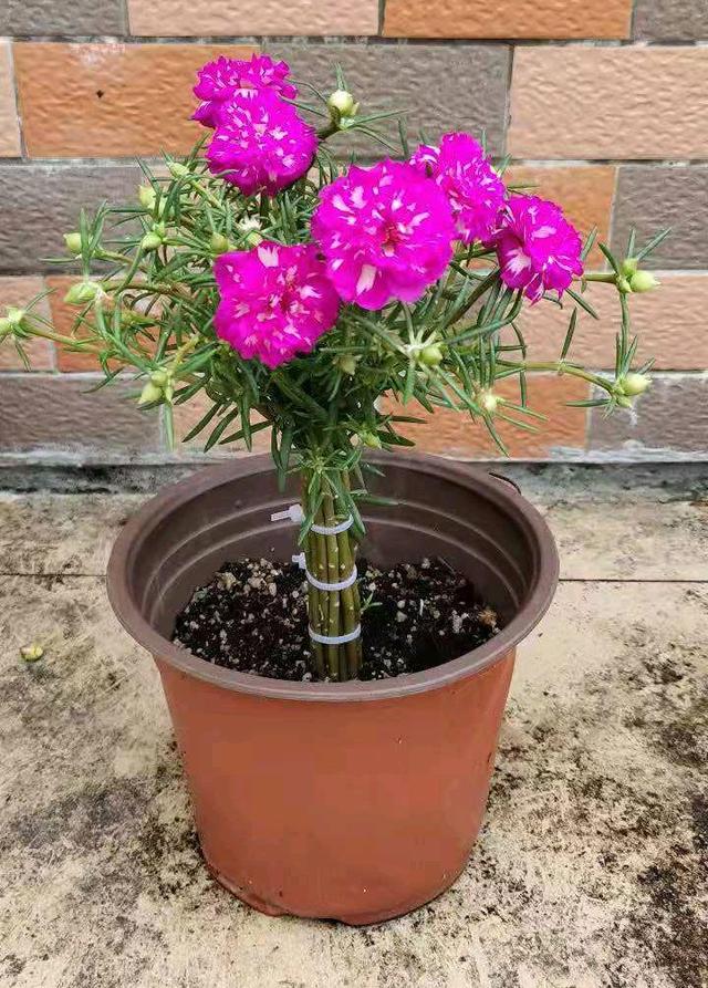 养花的旧土,加入三种料,拿来养花种植,花草照样长势旺休闲区蓝鸢梦想 - Www.slyday.coM 养花的旧土,加入三种料,拿来养花种植,花草照样长势旺休闲区蓝鸢梦想 - Www.slyday.coM