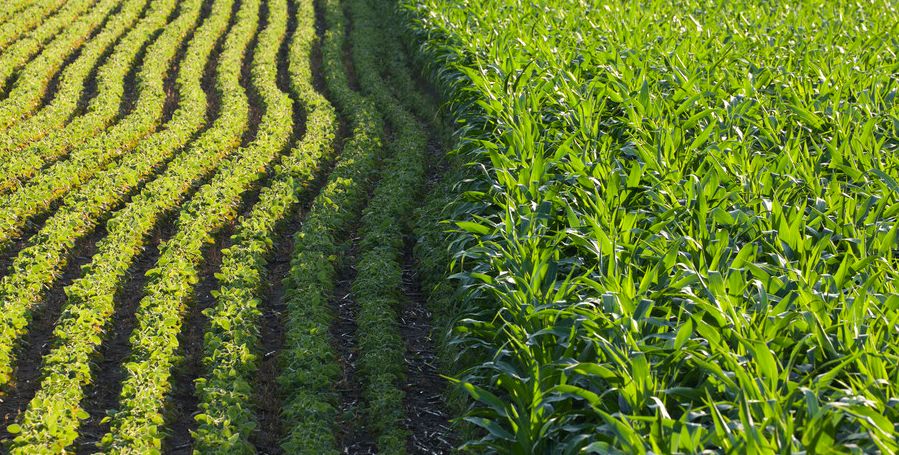 间作套作连作的区别