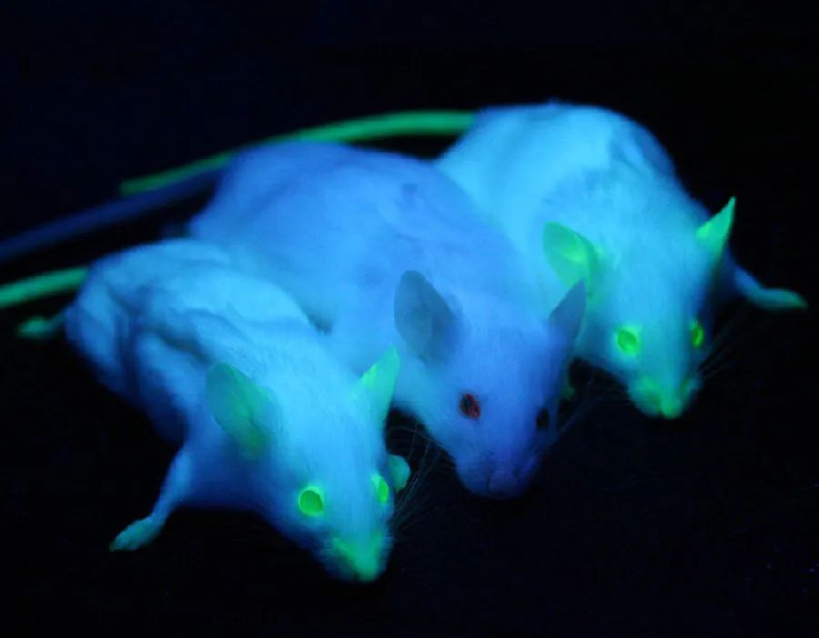 图中有两只小鼠表达了绿色荧光蛋白基因。|图片来源：Wikipedia Commons