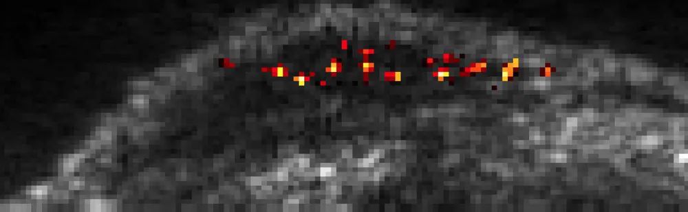 　　Shapiro实验室研发的一种新的成像技术，能够显现穿过了小鼠肝脏的单个细胞。|图片来源：Daniel Sawyer / Shapiro Lab / Caltech