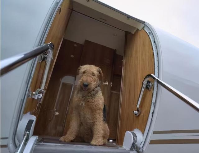 比较便宜的宠物托运 2691-22303c4e2cbe90492c01f79cc236896e.jpg