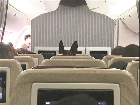 640名阿富汗人逃离时挤满美军机地板 美军犬单独坐一个座位被批休闲区蓝鸢梦想 - Www.slyday.coM 640名阿富汗人逃离时挤满美军机地板 美军犬单独坐一个座位被批休闲区蓝鸢梦想 - Www.slyday.coM