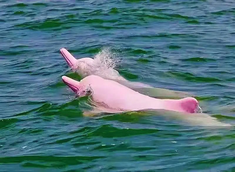 钦州三娘湾中华白海豚十分可爱(钦州市文化广电体育和旅游局供图)