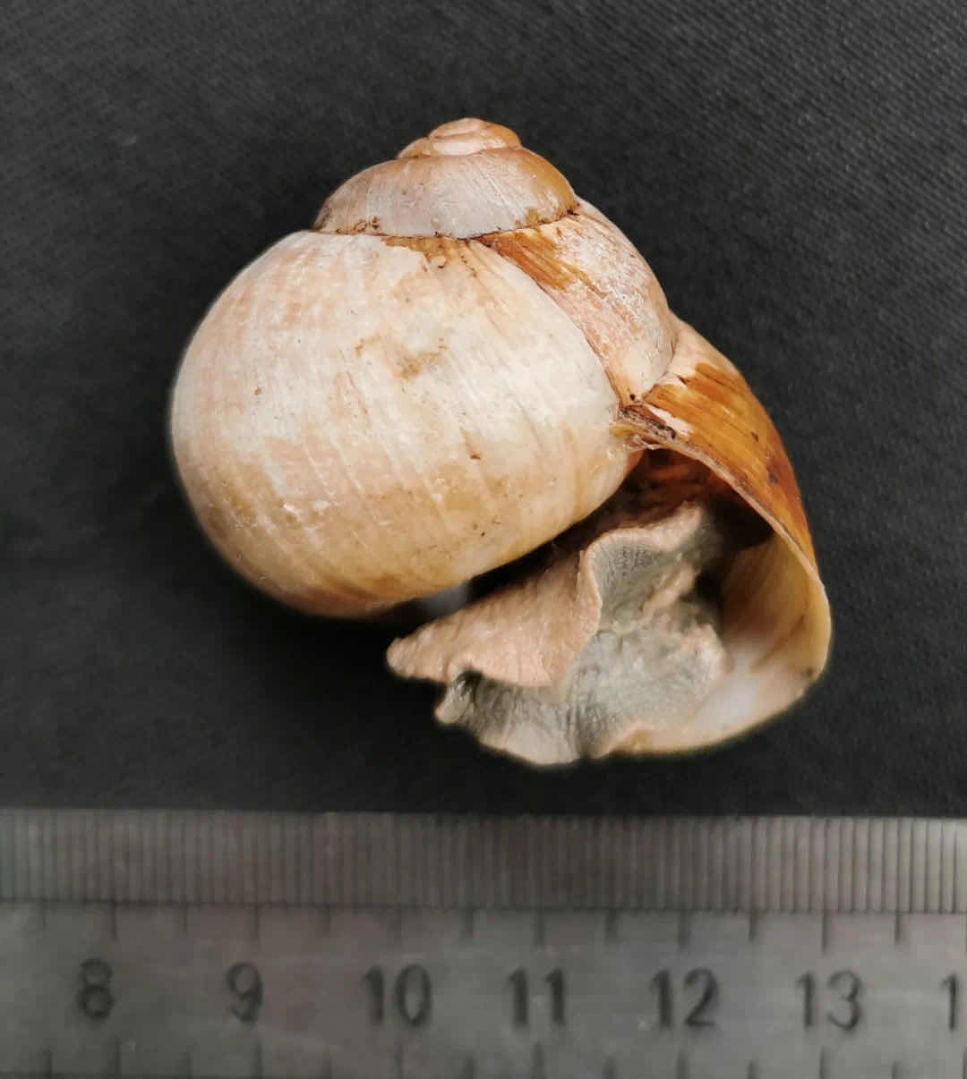 蜗牛的寿命一般是多少 1a88-1759693c9f3e5a1182b4ae29c4483f48.jpg