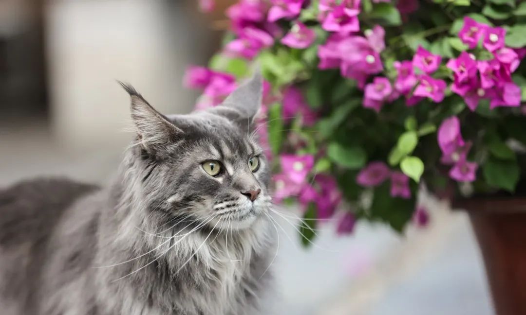 观复博物馆所有的猫_观复猫是什么_观复猫所有猫的名字