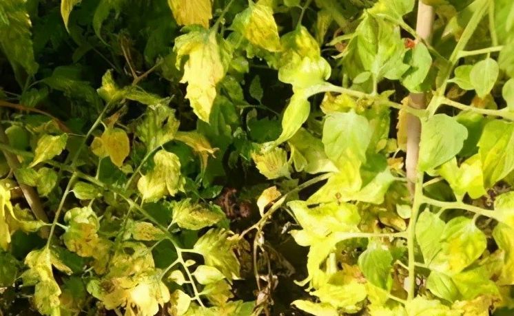 网络常用符号用法解析 特殊标点含义全知道