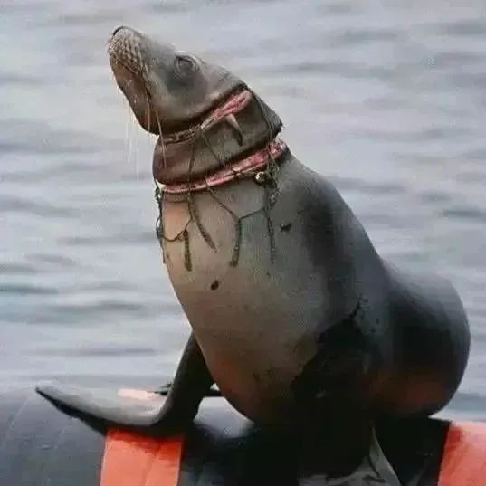 29岁女生4年垃圾仅一玻璃瓶,捡破烂造家具,从不用姨妈巾,却被外网吹爆?休闲区蓝鸢梦想 - Www.slyday.coM 29岁女生4年垃圾仅一玻璃瓶,捡破烂造家具,从不用姨妈巾,却被外网吹爆?休闲区蓝鸢梦想 - Www.slyday.coM