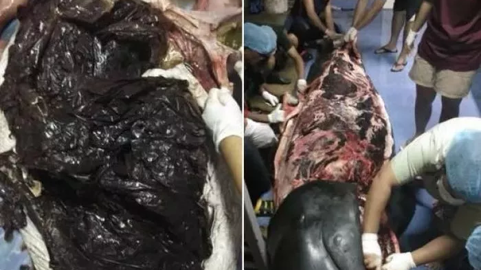 29岁女生4年垃圾仅一玻璃瓶,捡破烂造家具,从不用姨妈巾,却被外网吹爆?休闲区蓝鸢梦想 - Www.slyday.coM 29岁女生4年垃圾仅一玻璃瓶,捡破烂造家具,从不用姨妈巾,却被外网吹爆?休闲区蓝鸢梦想 - Www.slyday.coM