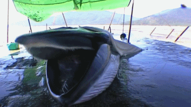 29岁女生4年垃圾仅一玻璃瓶,捡破烂造家具,从不用姨妈巾,却被外网吹爆?休闲区蓝鸢梦想 - Www.slyday.coM 29岁女生4年垃圾仅一玻璃瓶,捡破烂造家具,从不用姨妈巾,却被外网吹爆?休闲区蓝鸢梦想 - Www.slyday.coM