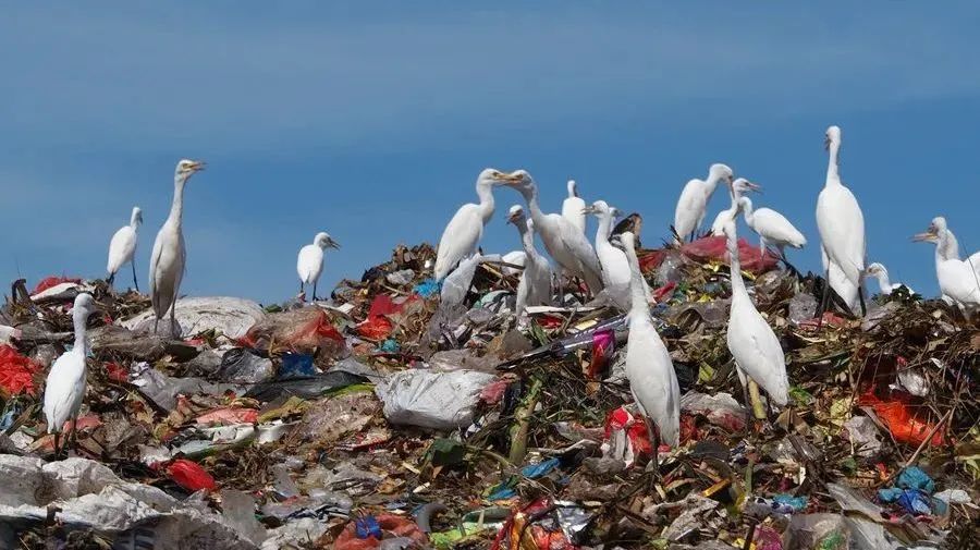 29岁女生4年垃圾仅一玻璃瓶,捡破烂造家具,从不用姨妈巾,却被外网吹爆?休闲区蓝鸢梦想 - Www.slyday.coM 29岁女生4年垃圾仅一玻璃瓶,捡破烂造家具,从不用姨妈巾,却被外网吹爆?休闲区蓝鸢梦想 - Www.slyday.coM