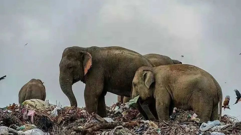 29岁女生4年垃圾仅一玻璃瓶,捡破烂造家具,从不用姨妈巾,却被外网吹爆?休闲区蓝鸢梦想 - Www.slyday.coM 29岁女生4年垃圾仅一玻璃瓶,捡破烂造家具,从不用姨妈巾,却被外网吹爆?休闲区蓝鸢梦想 - Www.slyday.coM