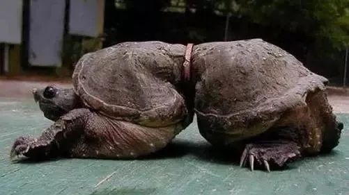 29岁女生4年垃圾仅一玻璃瓶,捡破烂造家具,从不用姨妈巾,却被外网吹爆?休闲区蓝鸢梦想 - Www.slyday.coM 29岁女生4年垃圾仅一玻璃瓶,捡破烂造家具,从不用姨妈巾,却被外网吹爆?休闲区蓝鸢梦想 - Www.slyday.coM