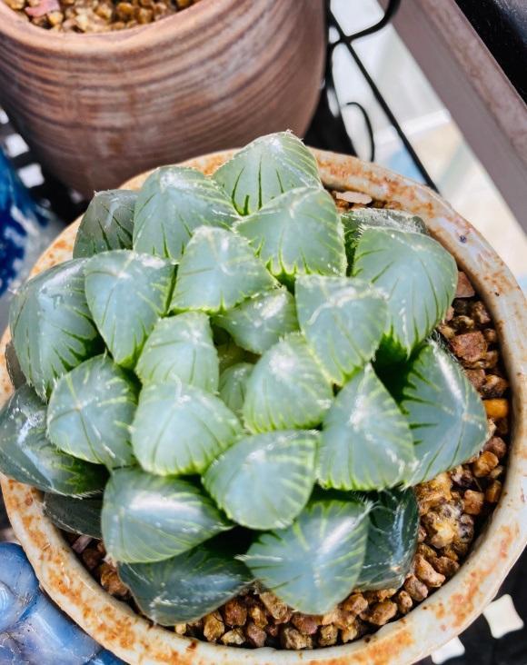 玉露组培什么时候开花