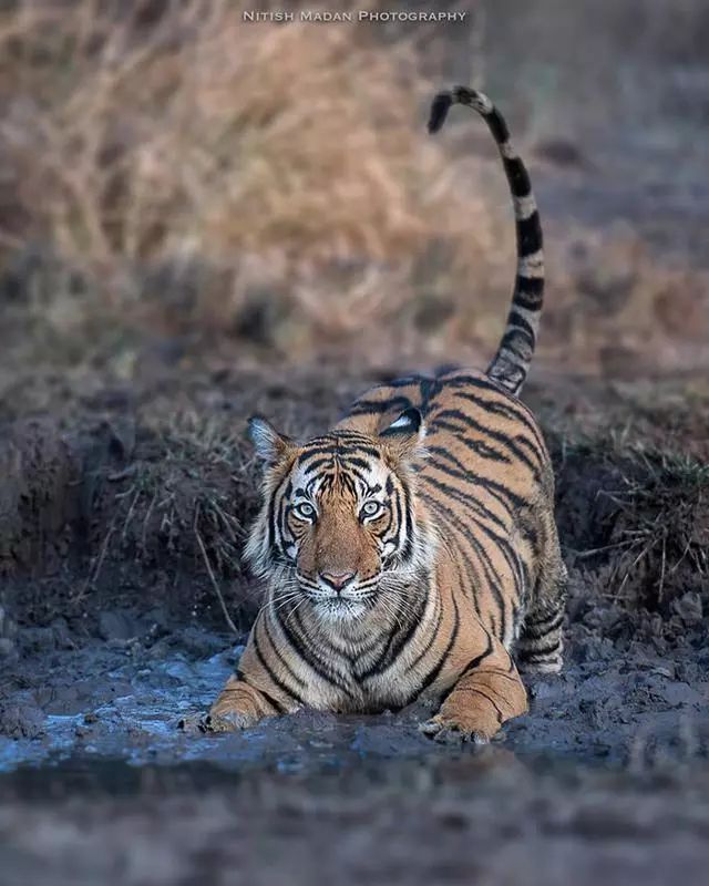 印度老虎经过寺庙的瞬间,被摄影师意外抓拍到,太威严了