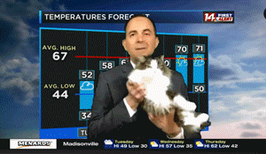 气象员在家预报却被猫抢尽风头,结果收视率直线飙升!没想到我的饭碗由一只猫保住了…休闲区蓝鸢梦想 - Www.slyday.coM 气象员在家预报却被猫抢尽风头,结果收视率直线飙升!没想到我的饭碗由一只猫保住了…休闲区蓝鸢梦想 - Www.slyday.coM