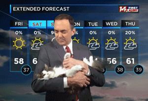 气象员在家预报却被猫抢尽风头,结果收视率直线飙升!没想到我的饭碗由一只猫保住了…休闲区蓝鸢梦想 - Www.slyday.coM 气象员在家预报却被猫抢尽风头,结果收视率直线飙升!没想到我的饭碗由一只猫保住了…休闲区蓝鸢梦想 - Www.slyday.coM