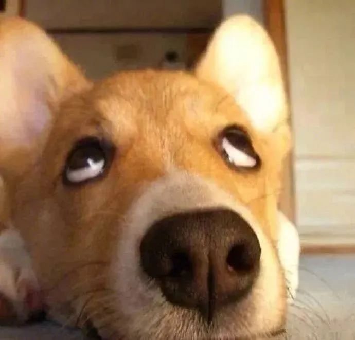 太冤了! 男子带猫上公交,司机上海话提醒被当脏话辱骂?惨遭掌掴!休闲区蓝鸢梦想 - Www.slyday.coM 太冤了! 男子带猫上公交,司机上海话提醒被当脏话辱骂?惨遭掌掴!休闲区蓝鸢梦想 - Www.slyday.coM