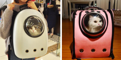 太冤了! 男子带猫上公交,司机上海话提醒被当脏话辱骂?惨遭掌掴!休闲区蓝鸢梦想 - Www.slyday.coM 太冤了! 男子带猫上公交,司机上海话提醒被当脏话辱骂?惨遭掌掴!休闲区蓝鸢梦想 - Www.slyday.coM