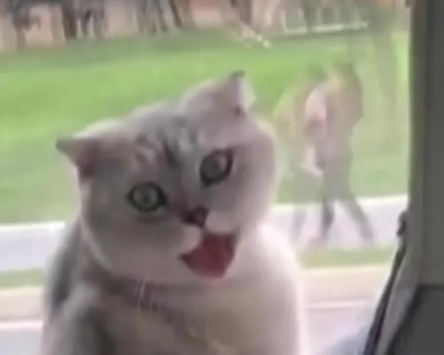 太冤了! 男子带猫上公交,司机上海话提醒被当脏话辱骂?惨遭掌掴!休闲区蓝鸢梦想 - Www.slyday.coM 太冤了! 男子带猫上公交,司机上海话提醒被当脏话辱骂?惨遭掌掴!休闲区蓝鸢梦想 - Www.slyday.coM