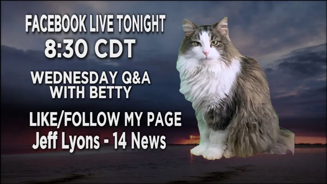 气象员在家预报却被猫抢尽风头,结果收视率直线飙升!没想到我的饭碗由一只猫保住了…休闲区蓝鸢梦想 - Www.slyday.coM 气象员在家预报却被猫抢尽风头,结果收视率直线飙升!没想到我的饭碗由一只猫保住了…休闲区蓝鸢梦想 - Www.slyday.coM