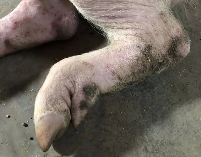 猪口蹄疫都有哪些症状?猪口蹄疫最佳治疗方法,最全面方案来了